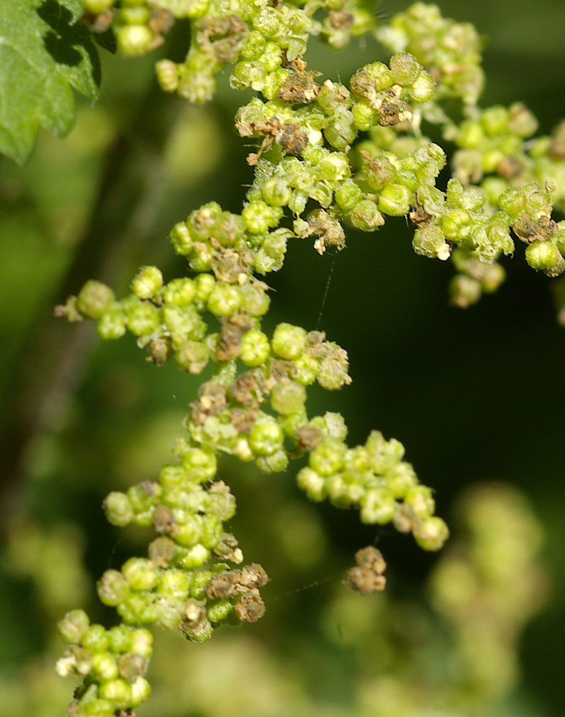 Urtica dioica / Ortica comune